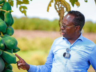 Somalia must produce what it consumes, end aid culture: agriculture minister